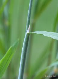 Attēlu rezultāti vaicājumam “Alopecurus aequalis flower”