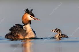 Attēlu rezultāti vaicājumam “Podiceps cristatus adult”