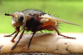 Attēlu rezultāti vaicājumam “Tachinidae”