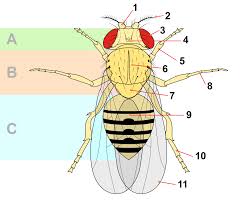 Attēlu rezultāti vaicājumam “Drosophila melanogaster”