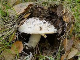 Attēlu rezultāti vaicājumam “Amanita pantherina”