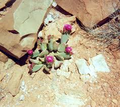 Image result for Cactaceae
