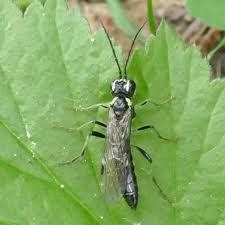 Attēlu rezultāti vaicājumam “Tenthredinidae”