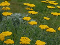 Attēlu rezultāti vaicājumam “Achillea salicifolia leaf”