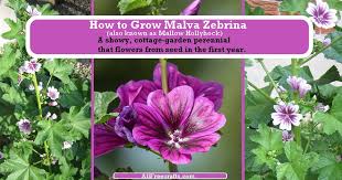 Image result for Malva sylvestris 'Zebrina'