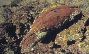 Attēlu rezultāti vaicājumam “Craterium sp.”