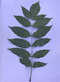 Attēlu rezultāti vaicājumam “Fraxinus excelsior leaf”