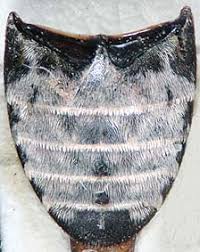 Attēlu rezultāti vaicājumam “Dermestes murinus”