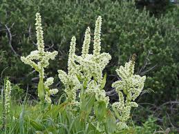 Image result for Nieswurz