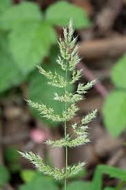Attēlu rezultāti vaicājumam “Polypogon tentacularius”