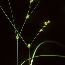 Attēlu rezultāti vaicājumam “Carex remota leaf”