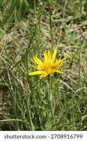 Attēlu rezultāti vaicājumam “Tragopogon pratensis subsp. pratensis flower”