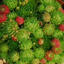 Attēlu rezultāti vaicājumam “Jovibarba globifera flower”