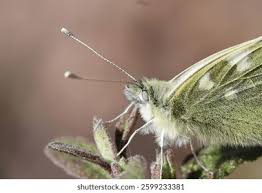 Attēlu rezultāti vaicājumam “Inachis io”