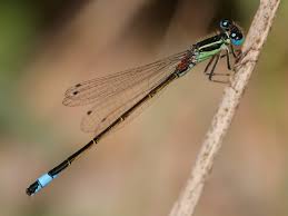 Attēlu rezultāti vaicājumam “Coenagrionidae”