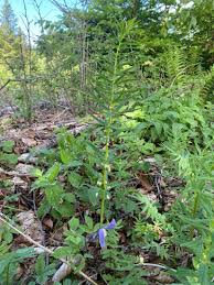 Attēlu rezultāti vaicājumam “Polygonatum verticillatum”