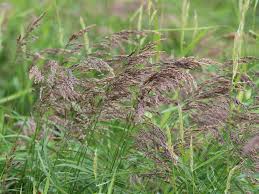 Attēlu rezultāti vaicājumam “Calamagrostis purpurea flower”