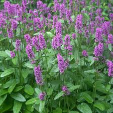 Attēlu rezultāti vaicājumam “Stachys officinalis leaf”