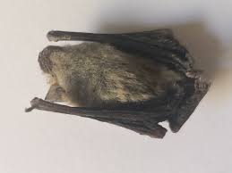 Attēlu rezultāti vaicājumam “Pipistrellus pygmaeus”