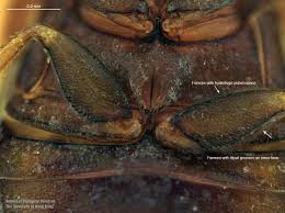 Attēlu rezultāti vaicājumam “Enochrus affinis”