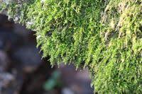 Attēlu rezultāti vaicājumam “Sciuro-hypnum reflexum sporophyte”