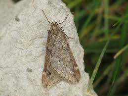 Attēlu rezultāti vaicājumam “Alsophila aescularia”