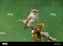 Image result for Ficedula albicilla