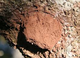 Attēlu rezultāti vaicājumam “Reticularia lycoperdon young”