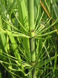 Attēlu rezultāti vaicājumam “Equisetum fluviatile”