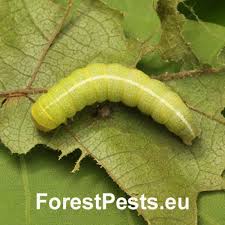 Attēlu rezultāti vaicājumam “Orthosia larvae”