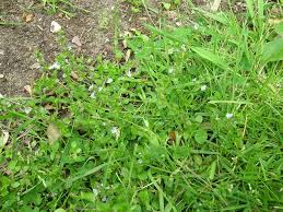 Attēlu rezultāti vaicājumam “Veronica serpyllifolia leaf”