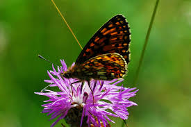 Attēlu rezultāti vaicājumam “Clossiana selene”