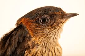 Image result for Cecropis daurica