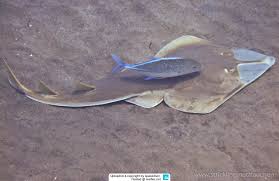 Image result for Rhinobatos rhinobatos