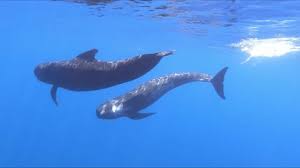 Image result for Globicephala melas