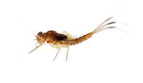 Attēlu rezultāti vaicājumam “nymph”