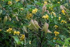 Image result for Colutea arborescens