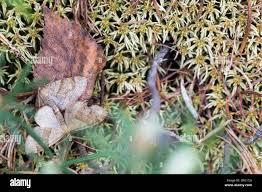 Attēlu rezultāti vaicājumam “Plagodis pulveraria”