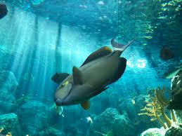 Image result for Acanthurus blochii