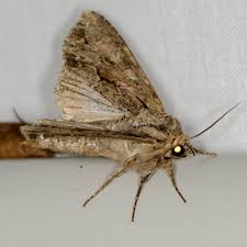 Attēlu rezultāti vaicājumam “Apamea monoglypha”