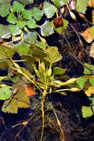 Attēlu rezultāti vaicājumam “Trapaceae”