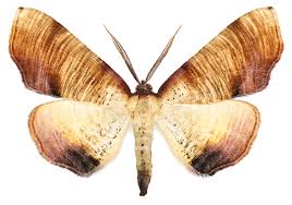 Attēlu rezultāti vaicājumam “Plagodis dolabraria”