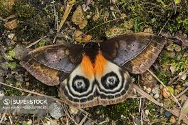 Attēlu rezultāti vaicājumam “Saturniidae”