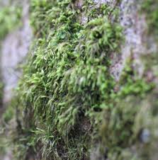 Attēlu rezultāti vaicājumam “Pterigynandrum filiforme”
