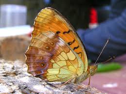 Attēlu rezultāti vaicājumam “Brenthis daphne upperside”