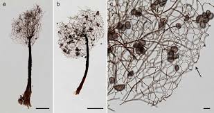Attēlu rezultāti vaicājumam “Comatricha sp.”