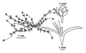 Attēlu rezultāti vaicājumam “Sagina procumbens”