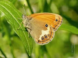 Attēlu rezultāti vaicājumam “Coenonympha glycerion underside”