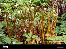 Attēlu rezultāti vaicājumam “Dryopteris carthusiana”
