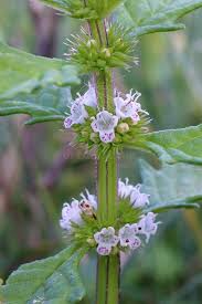 Attēlu rezultāti vaicājumam “Lycopus europaeus flower”